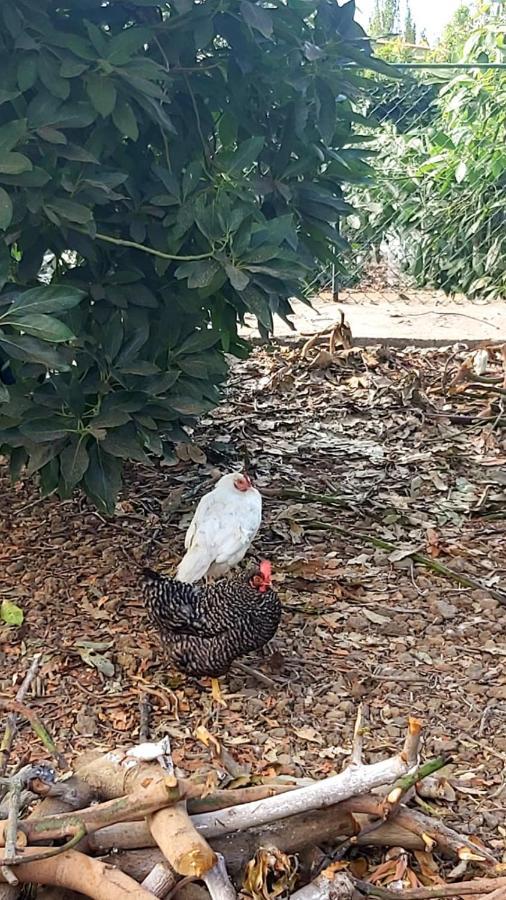 Casa Rural La Resbala - Casa Verde La Orotava Dış mekan fotoğraf